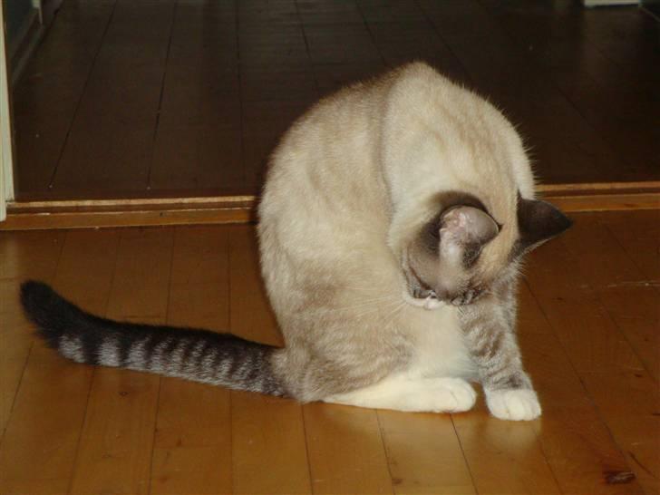 Huskat Tulle billede 9