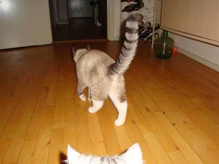 Huskat Tulle billede 10