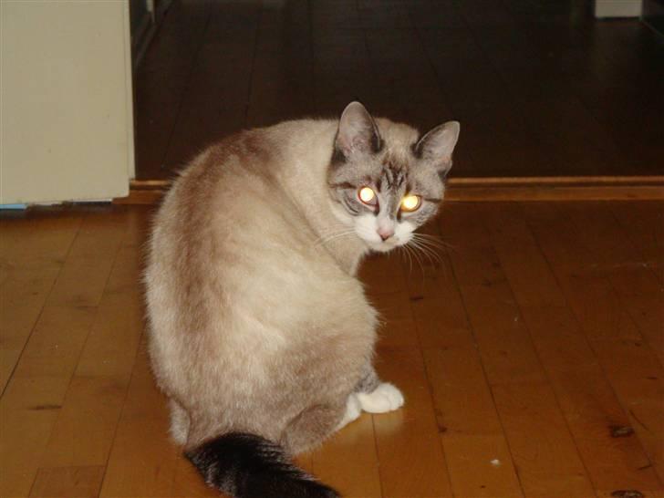 Huskat Tulle billede 11