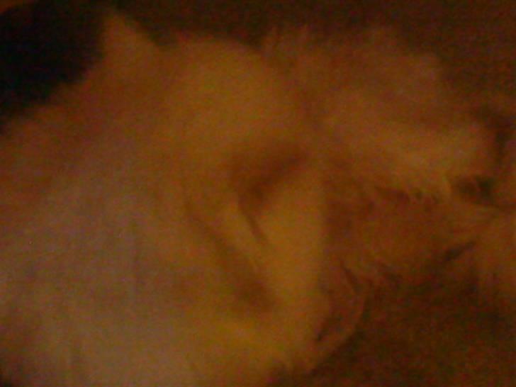 Huskat bacardi billede 4