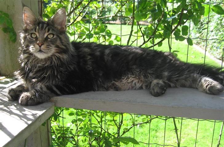 Maine Coon Timita`s Mr. Glitter billede 1