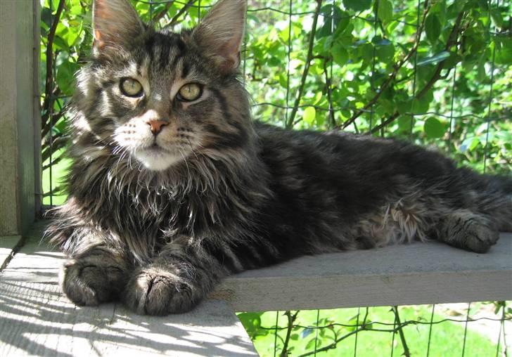 Maine Coon Timita`s Mr. Glitter billede 2