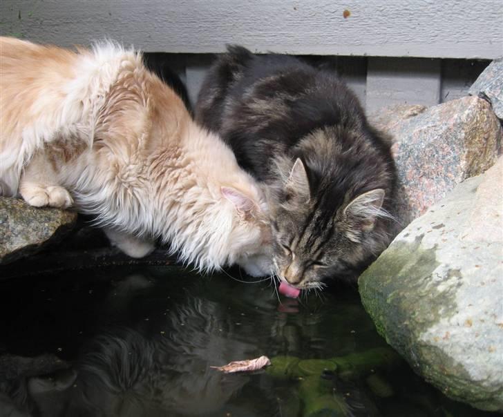 Maine Coon Timita`s Mr. Glitter billede 3