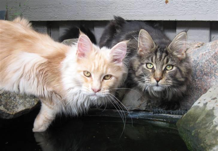 Maine Coon Timita`s Mr. Glitter billede 4
