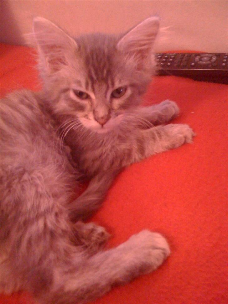 Maine Coon Bøllemis - Jeg har også været killing engang :) billede 8