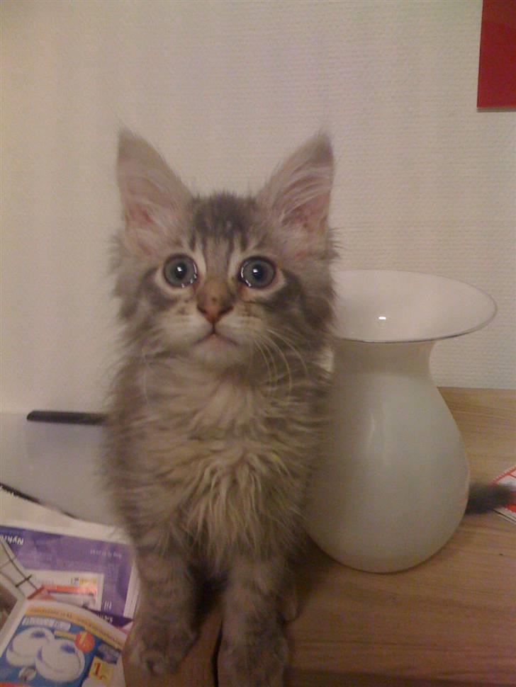 Maine Coon Bøllemis - En nysgerrig killing. billede 9