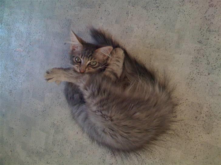 Maine Coon Bøllemis - Heyy... Vasker mig altså lige. Gå væk med det kamera.. billede 10