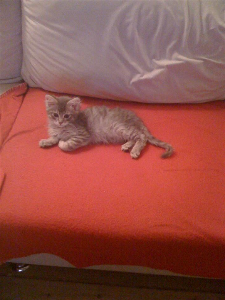 Maine Coon Bøllemis billede 11