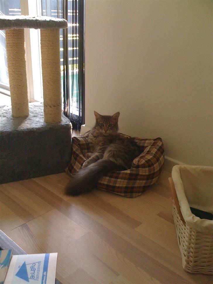 Maine Coon Bøllemis billede 12