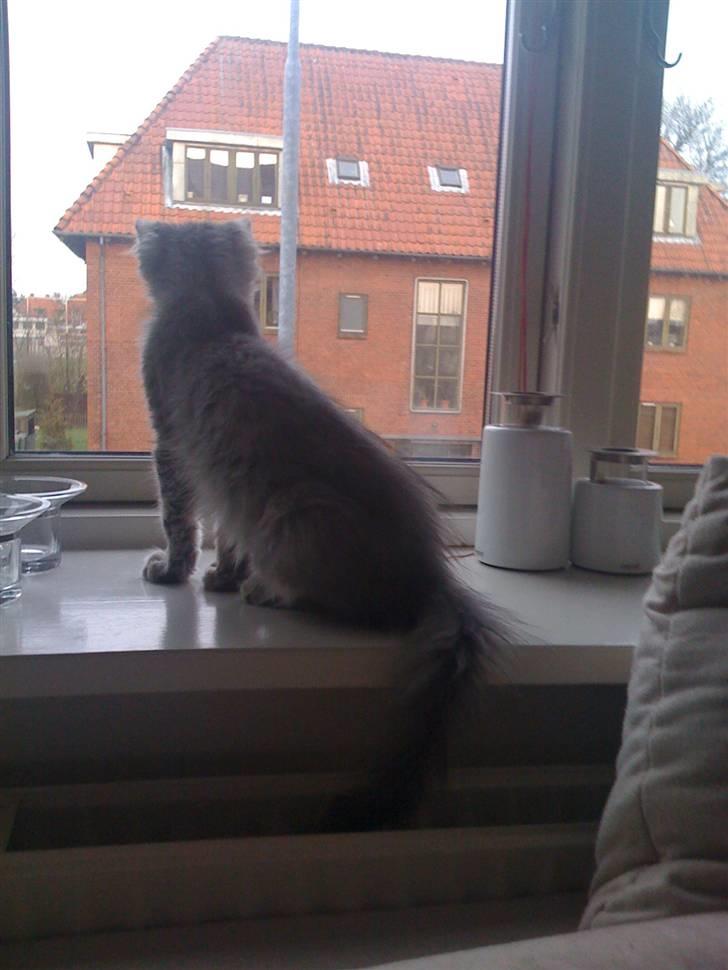 Maine Coon Bøllemis - Kigger ned på gaden.. Det var før jeg blev udekat.. billede 13