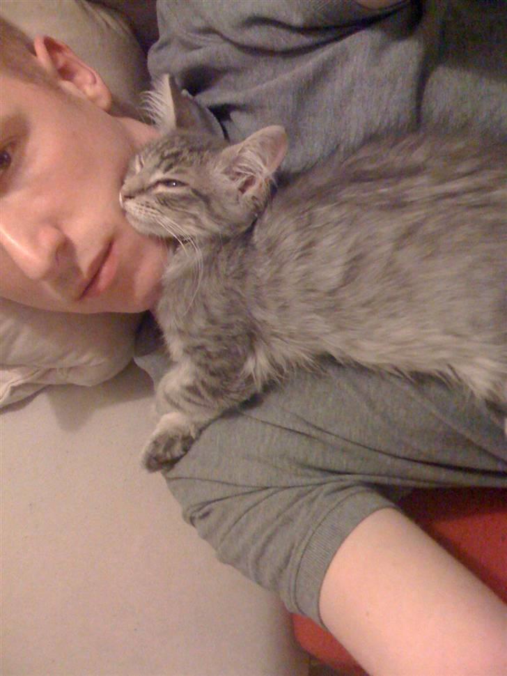 Maine Coon Bøllemis - Putte, putte, putte.. Jeg ELSKER det.... billede 14