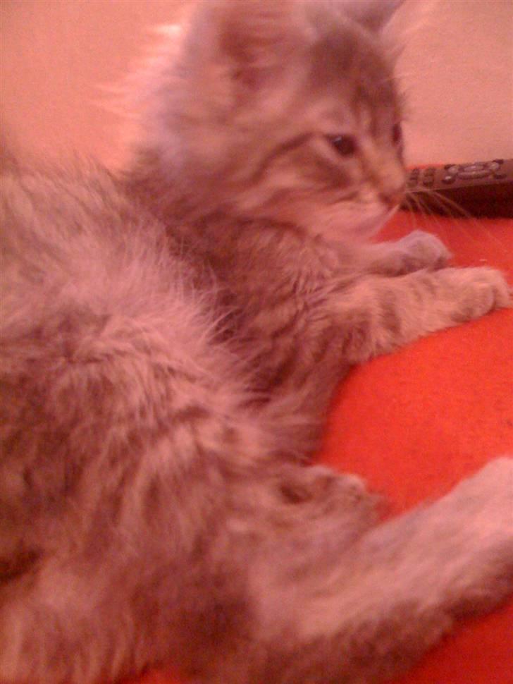 Maine Coon Bøllemis billede 15