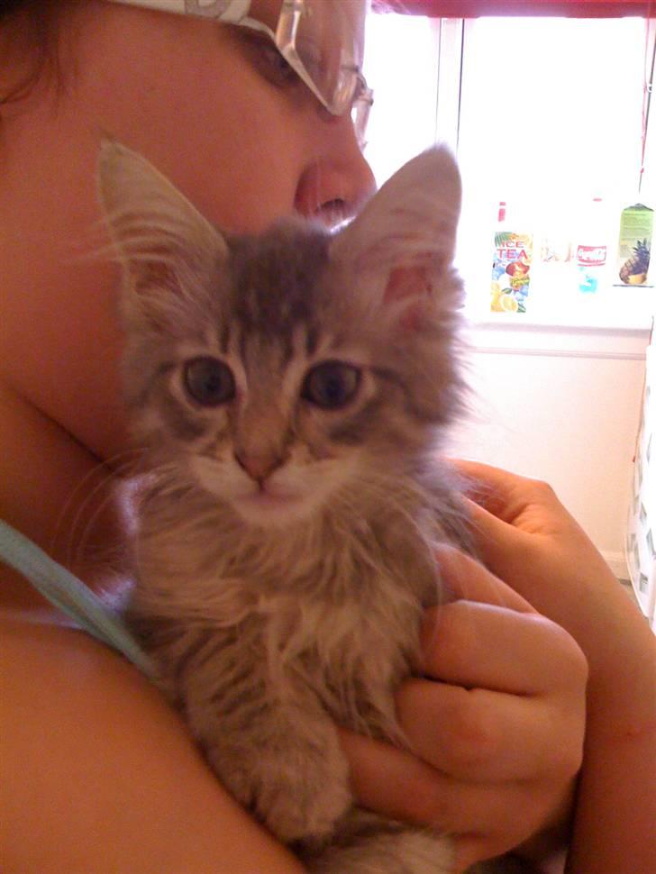 Maine Coon Bøllemis - Mmm.. Min kærlige mors arme :) billede 16