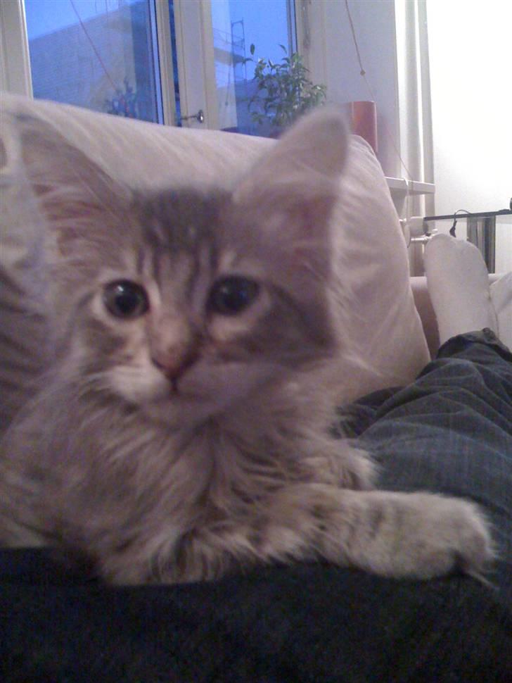 Maine Coon Bøllemis - Her ligger jeg lige på min fars ben:) Hej Hej far.... billede 17