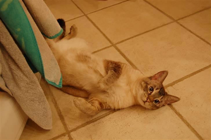 Huskat Baloo billede 1