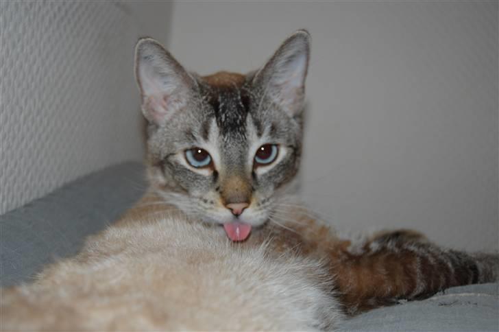 Huskat Baloo - lidt fræk er man da.. c",) billede 2