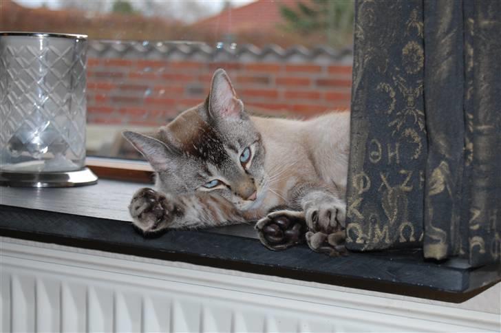 Huskat Baloo billede 4