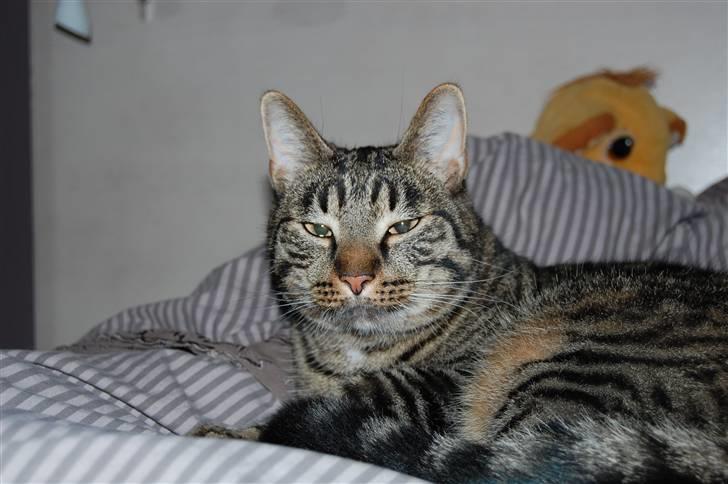 Huskat Loui billede 1