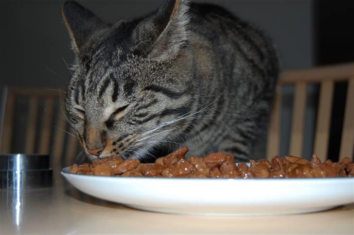 Huskat Loui billede 2