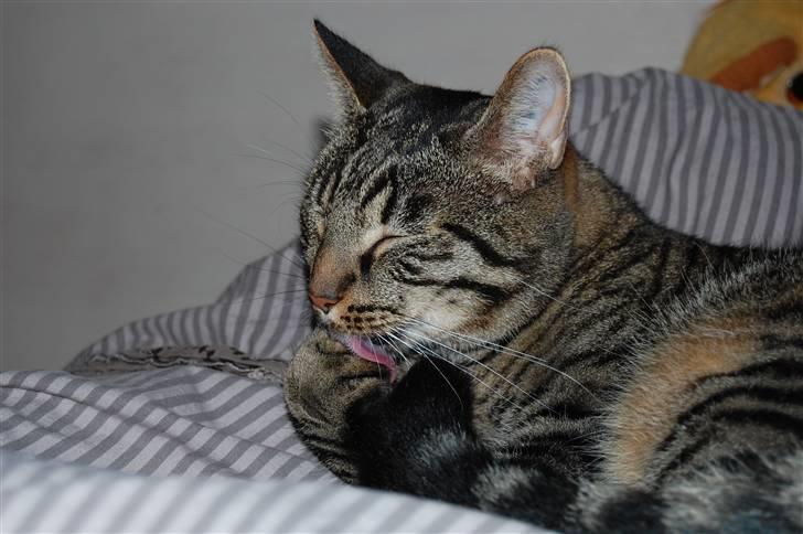 Huskat Loui billede 3