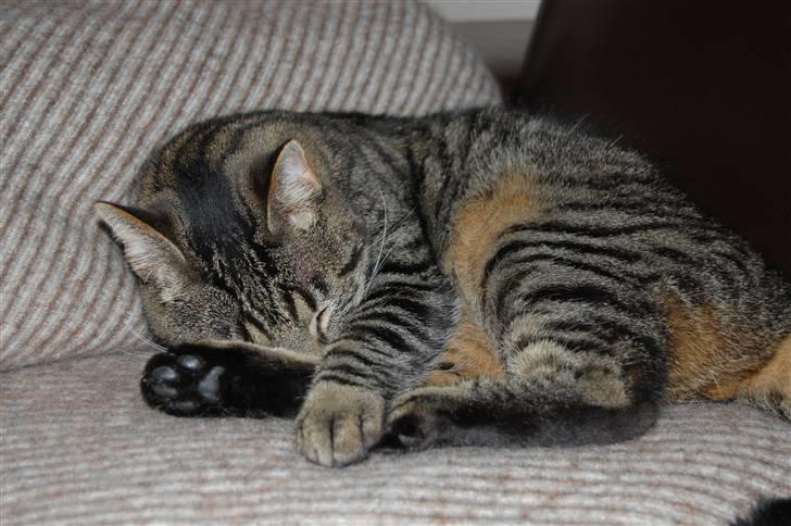 Huskat Loui billede 4