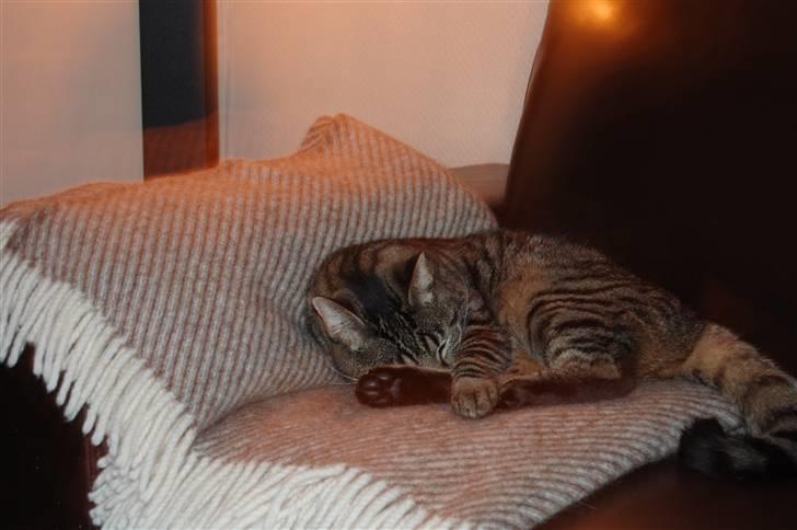 Huskat Loui billede 5