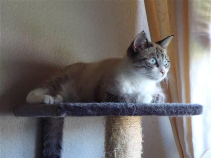 Huskat Tulle billede 13