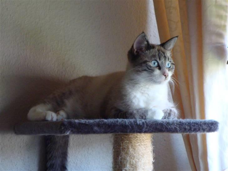 Huskat Tulle billede 14