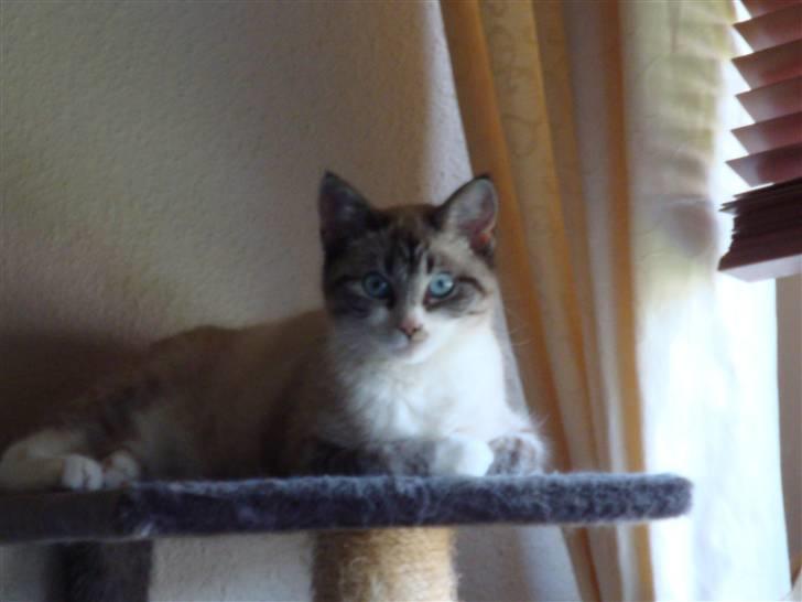 Huskat Tulle billede 15