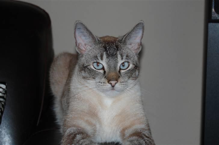 Huskat Baloo billede 7