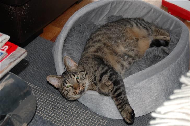 Huskat Loui billede 7