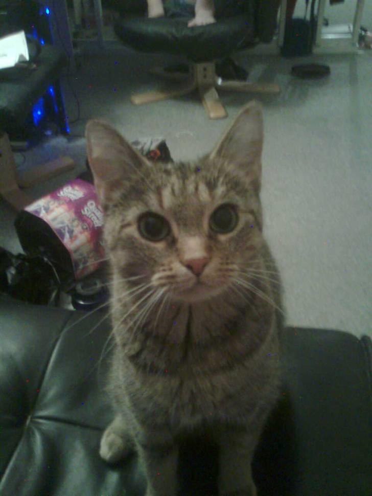 Huskat Tøsen billede 20