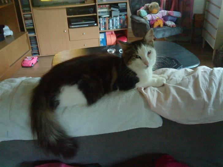 Huskat trille billede 4