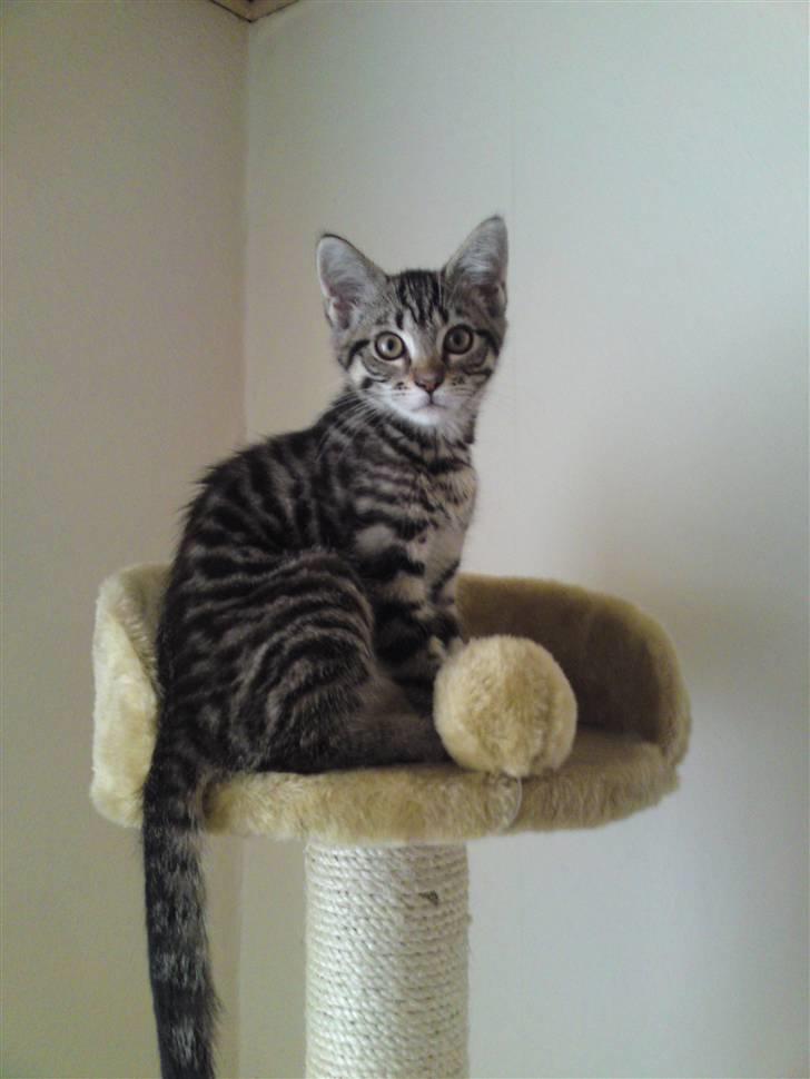 Blanding af racer Slayer billede 1