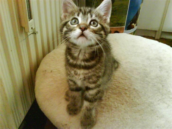 Blanding af racer Slayer billede 2