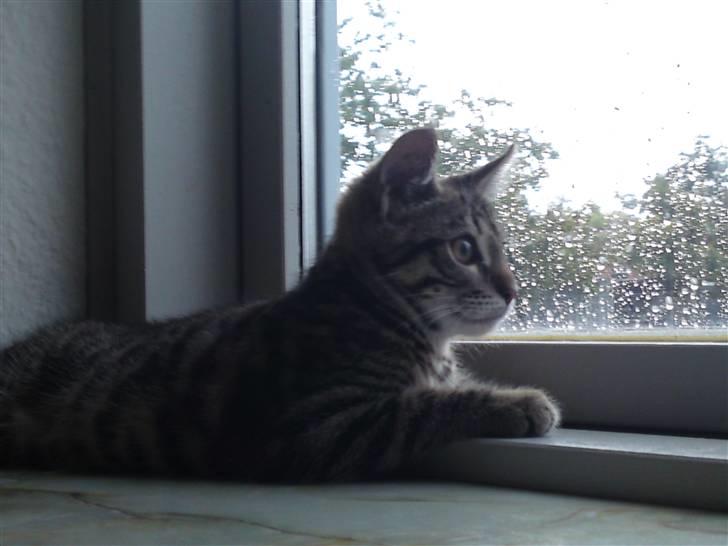 Blanding af racer Slayer billede 3