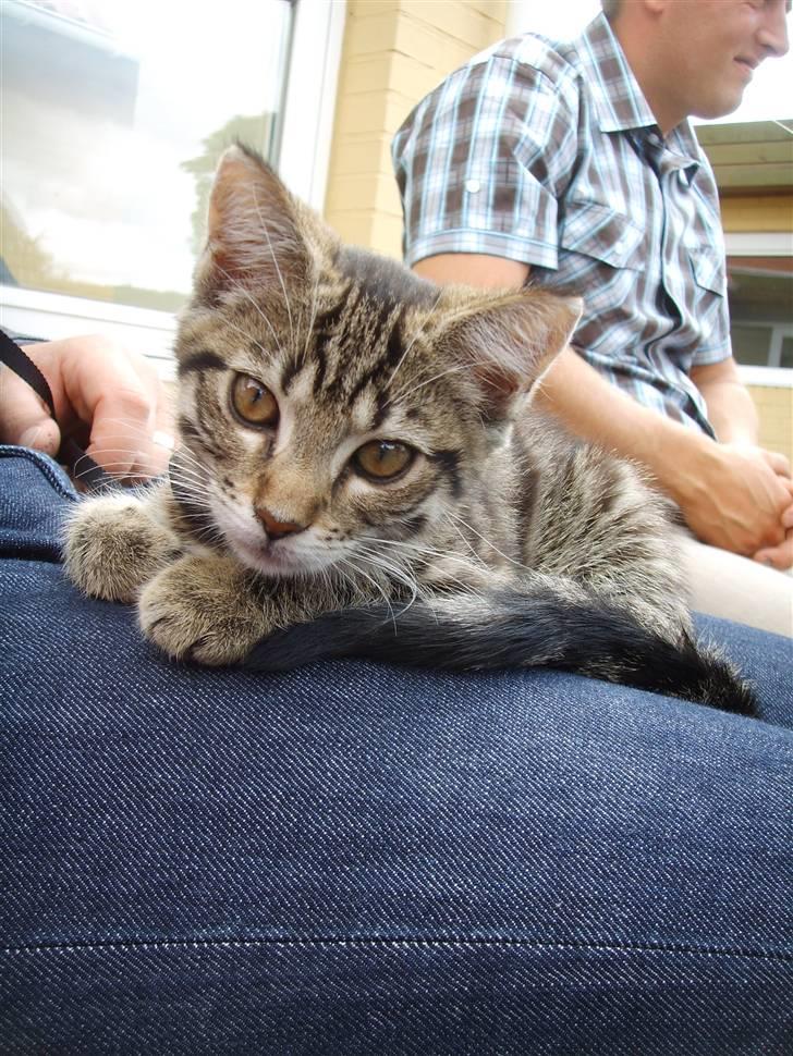 Blanding af racer Slayer billede 4