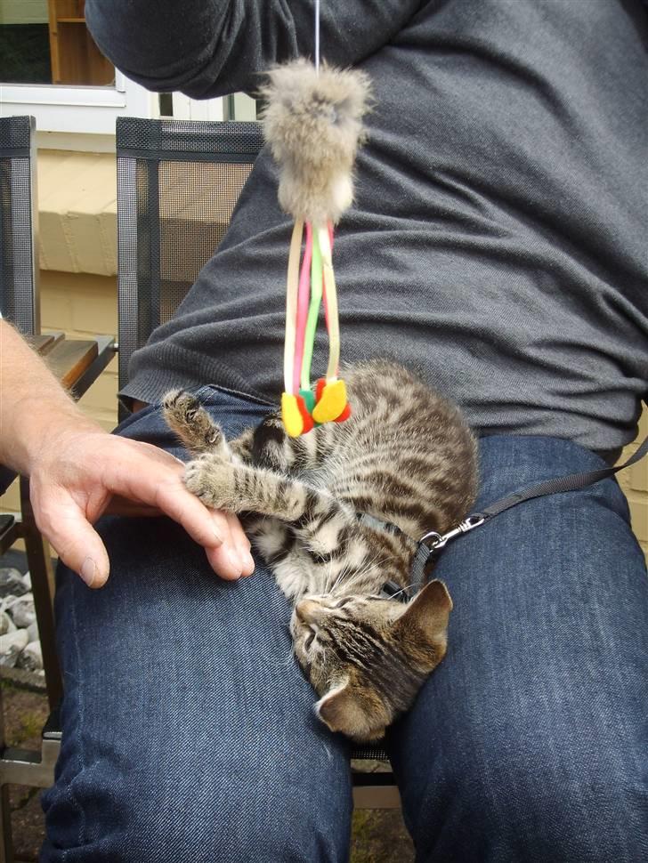 Blanding af racer Slayer billede 5