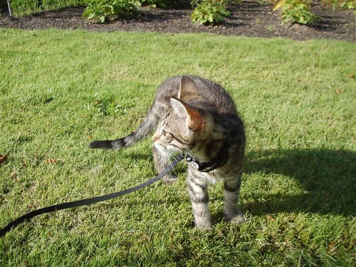 Blanding af racer Slayer billede 6