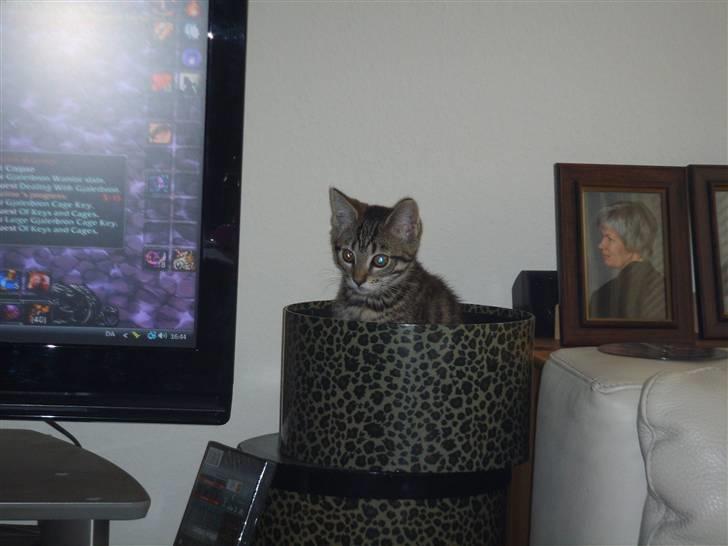 Blanding af racer Slayer billede 7