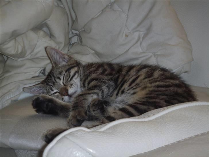 Blanding af racer Slayer billede 8