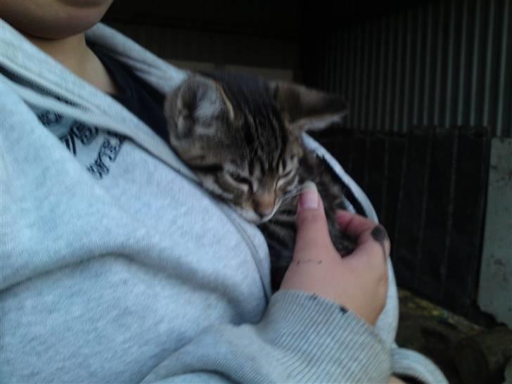 Blanding af racer Slayer billede 9