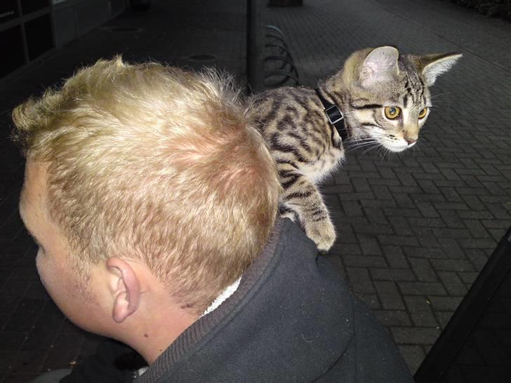 Blanding af racer Slayer billede 10