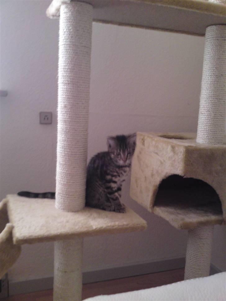 Blanding af racer Slayer billede 11