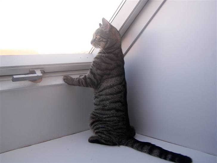 Huskat Musse billede 19