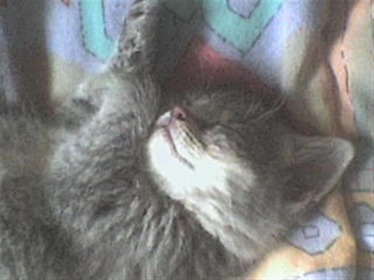 Huskat Bølle - Nærbilled af Bølle der sover billede 2