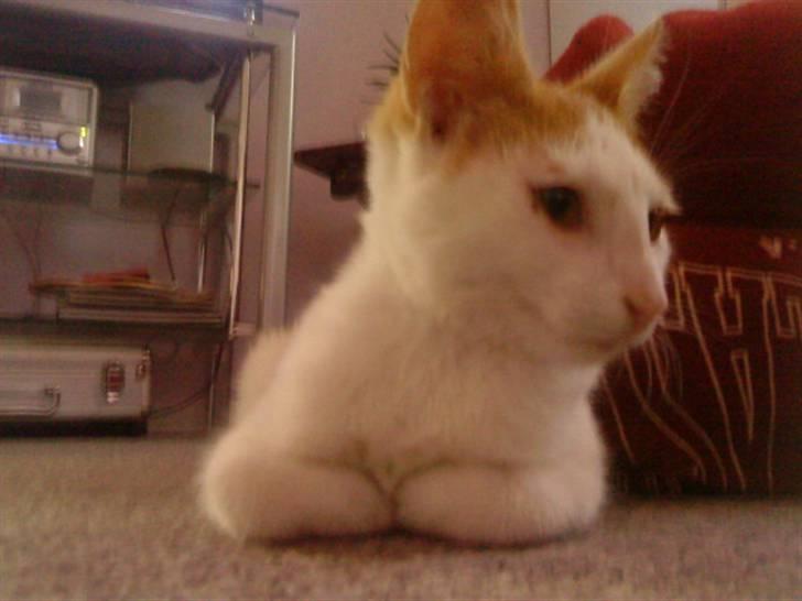 Blanding af racer Ælling billede 1