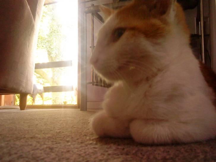 Blanding af racer Ælling billede 2