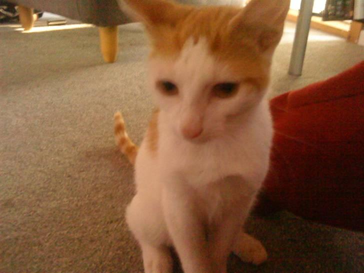 Blanding af racer Ælling billede 3