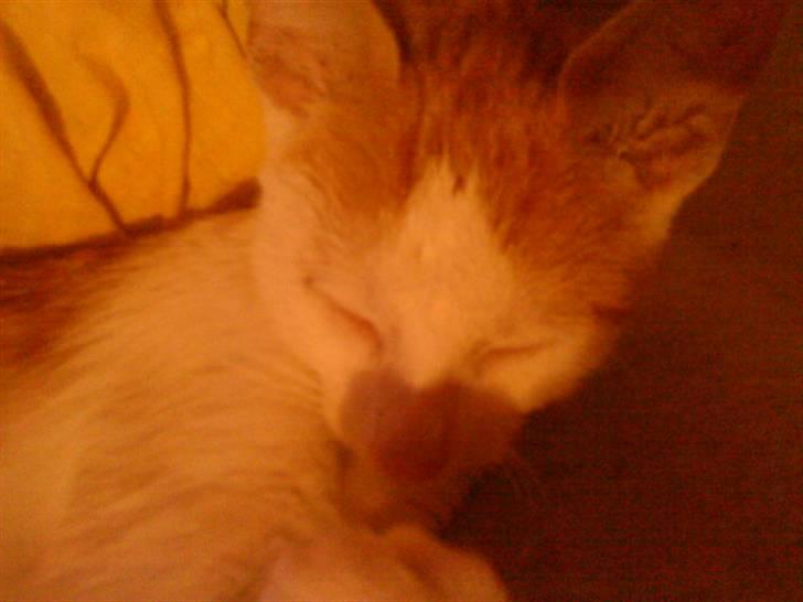 Blanding af racer Ælling billede 4